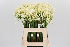 Agap Gletsjer 60cm