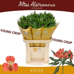 Alstr Estee 75cm 85gram 4+