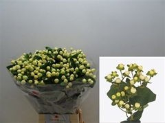 Hyp Mag White Prince 70cm