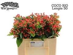 Hyp Coco Rio 50cm