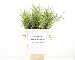 Acac B Purpurea Bs 60cm 200gram
