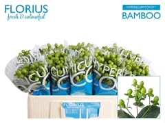 Hyper Coco Bamboo Green 50cm