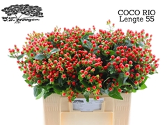 Hyp Coco Rio 55cm