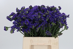 Lim S Cryst Dark Blu 40cm