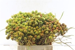 Kaaps Groen 40cm