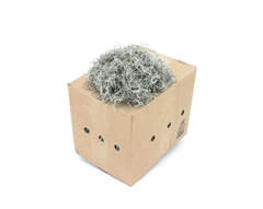 Tillandsia Usneoides
