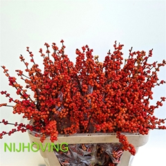 Ilex Mag Daydream 80cm