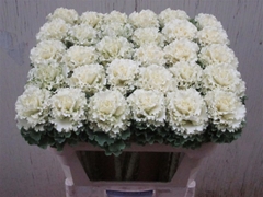 Brass Crane Ru White 70cm