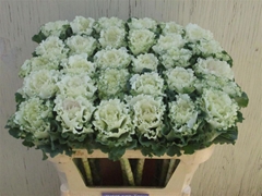 Brass White Lady 70cm