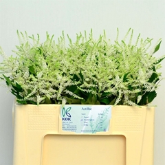 Astil Washington 50cm