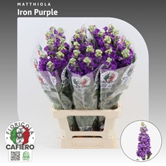 Matth Iron Purple 70cm 23