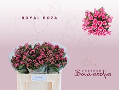 Bou En Royal Roza 50cm