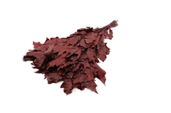 Querc Rubra Klb 21% 90cm