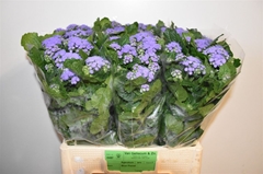 Ager H Blue Planet 60cm