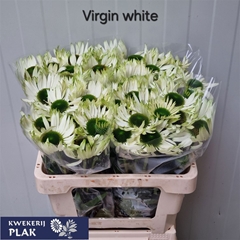 Echi Virgin 55cm