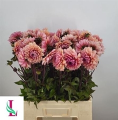 Dahl Sweet Sanne 60cm