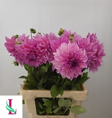 Dahl Cafe Lait Rose 60cm