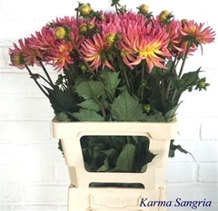 Dahl Karma Sangria 55cm