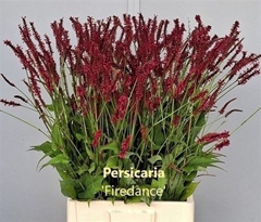 Persicaria Firedance 85cm