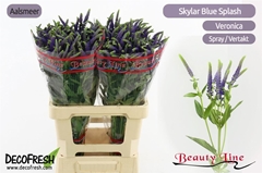 Veron L Sk Spl Blue 65cm