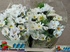 Cosmos Bipinnatus 60cm