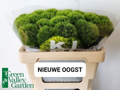 Di Barb Kiwi Mellow 55cm