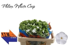 Phlox P Whitecap 50cm 13