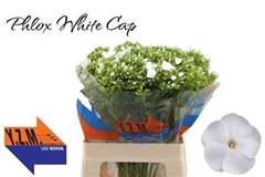 Phlox P Whitecap 60cm 13