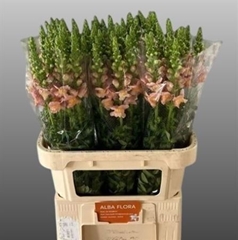 Antir Toulon Apricot 80cm