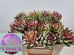 Cynara Sc Green Glob 50cm