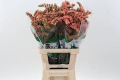 Lim S Royal Orange 70cm 35gram