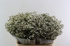 Lim S White Birds 80cm 30gram