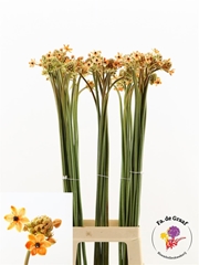 Ornit Saun Klb H% 90cm