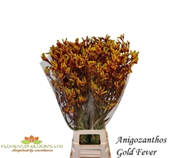 Anigoz Gold Fever 90cm