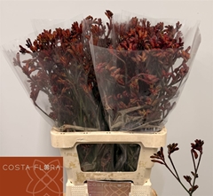 Anigoz Alinta 90cm