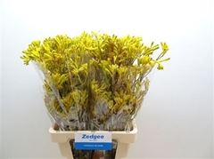 Anigoz Yellow Gem 70cm