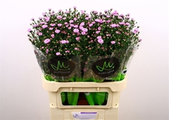 Ast Double Da Pink 80cm 25gram