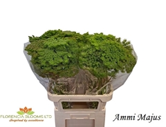 Ammi Majus 80cm