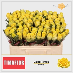 R Gr Good Times 50cm