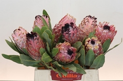 Protea Barbigera 40cm