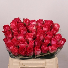 R Gr Nicoletta 35cm