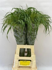 Panic Fountain 80cm