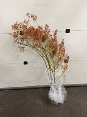Rosa Corallo Rfruits 140cm