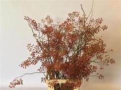 Rosa Corallo 70cm