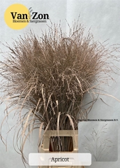 Siergr Ov Klb H% 95cm