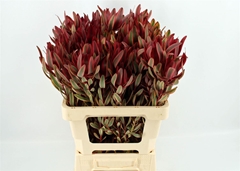 Leucad Safari Sunset 60cm