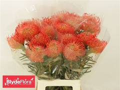 Leuco Co Succession 80cm