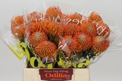 Leuco Ayoba Orange 40cm