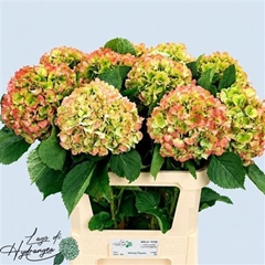 Hydr Verena Classic 80cm 22cm Ø
