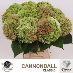 Hydr M Cannonball Cl 65cm 22cm Ø